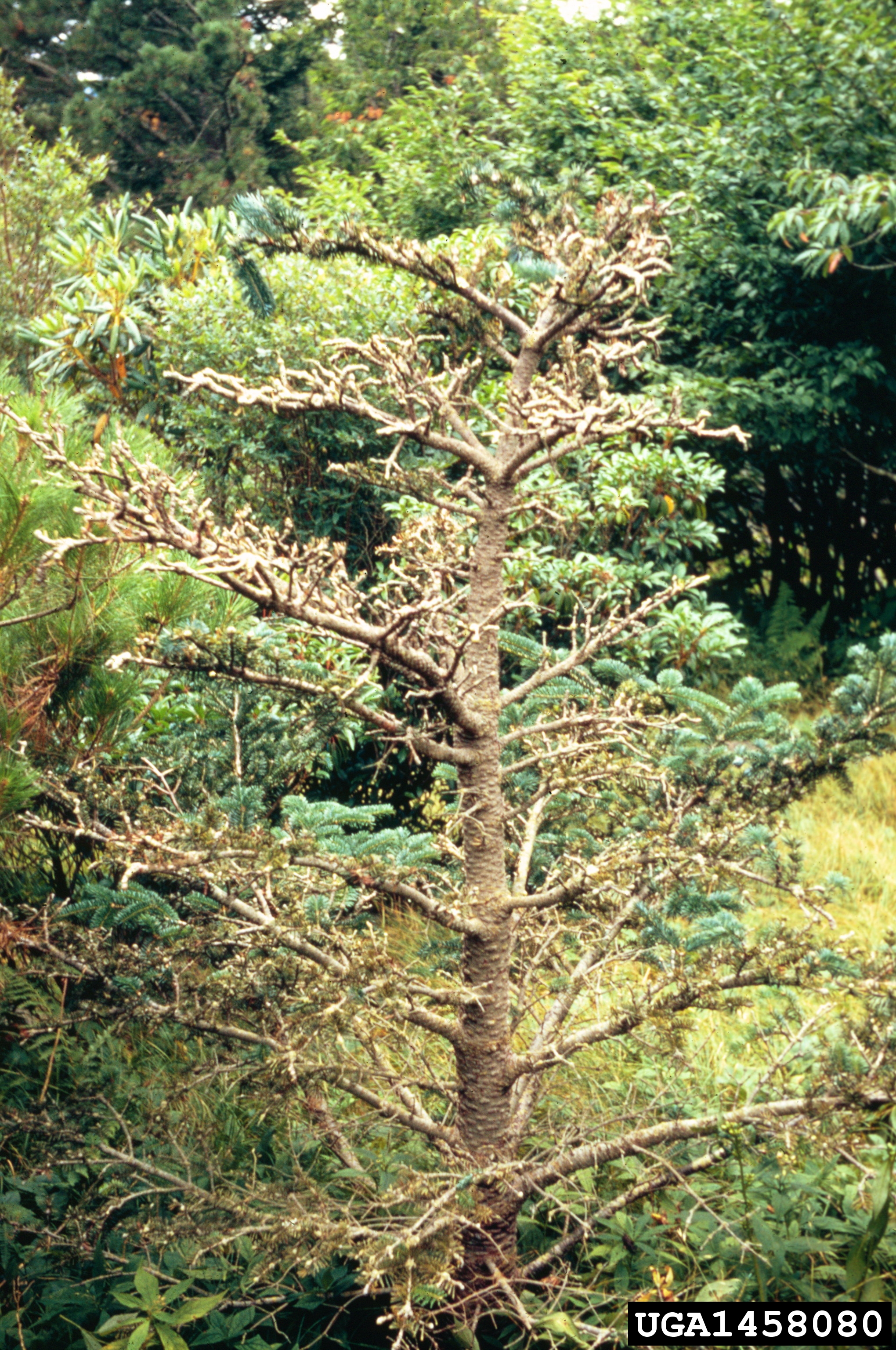 #8 1458080-Young dead fir.jpg
